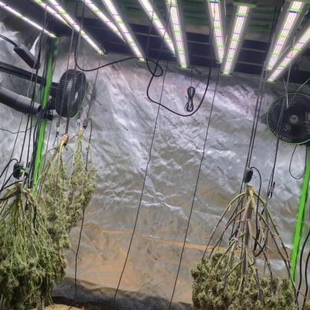 Strawberry gorilla living soil overkill