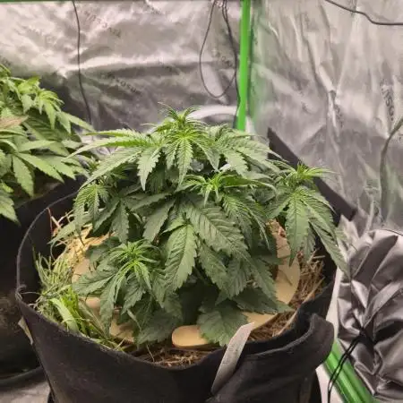 3x3 VS4000 Fastbuds Gorilla autos