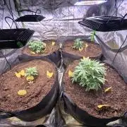 Strawberry gorilla living soil overkill