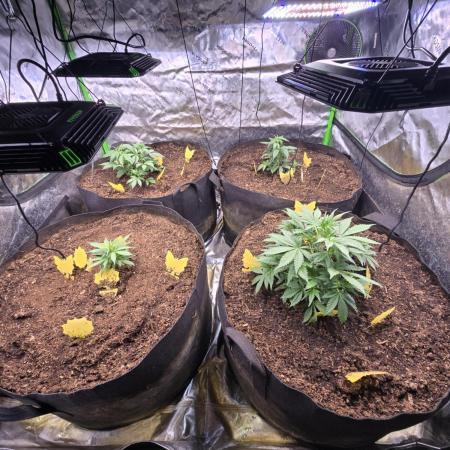 Strawberry gorilla living soil overkill