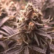 Sweet Cherry Kush Monster LSOK