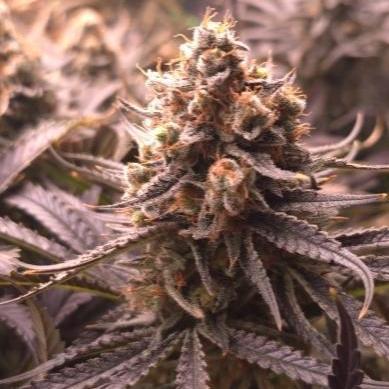 Sweet Cherry Kush Monster LSOK