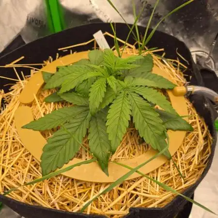 3x3 VS4000 Fastbuds Gorilla autos