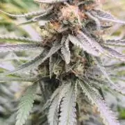 Sweet Cherry Kush Monster LSOK