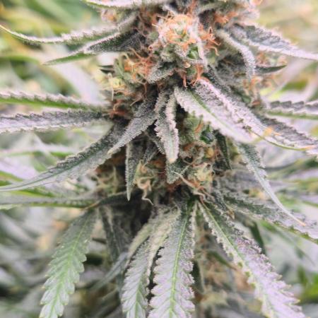Sweet Cherry Kush Monster LSOK