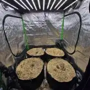 Strawberry gorilla living soil overkill