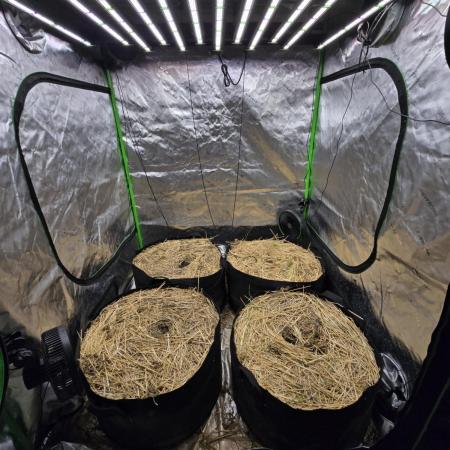 Strawberry gorilla living soil overkill