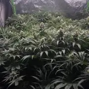 Sweet Cherry Kush Monster LSOK