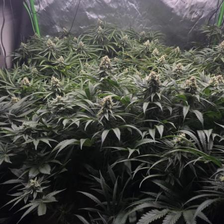 Sweet Cherry Kush Monster LSOK