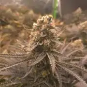 Sweet Cherry Kush Monster LSOK