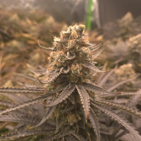 Sweet Cherry Kush Monster LSOK