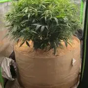 Northern lights (Overkill)