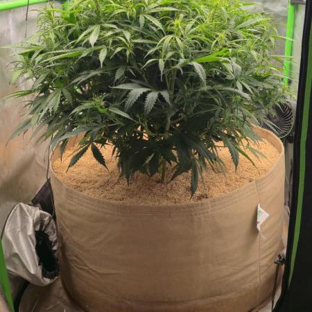 Northern lights (Overkill)