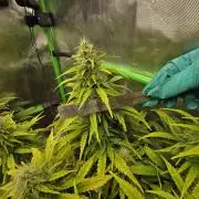 3x3 VS4000 Fastbuds Gorilla autos