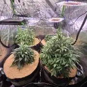 Strawberry gorilla living soil overkill