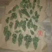 3x3 VS4000 Fastbuds Gorilla autos