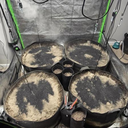 Sweet Cherry Kush Monster LSOK