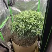 Northern lights (Overkill)