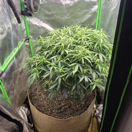 Northern lights (Overkill)