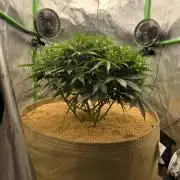 Northern lights (Overkill)