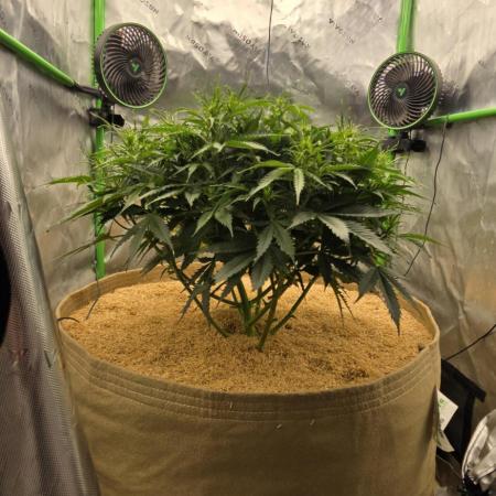 Northern lights (Overkill)