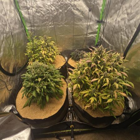 Strawberry gorilla living soil overkill