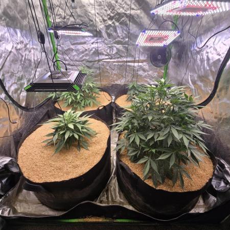 Strawberry gorilla living soil overkill