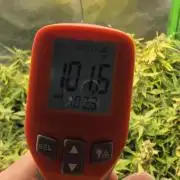 Northern lights (Overkill)