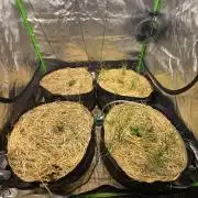 Strawberry gorilla living soil overkill