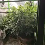 3x3 VS4000 Fastbuds Gorilla autos