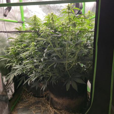 3x3 VS4000 Fastbuds Gorilla autos