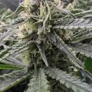 Sweet Cherry Kush Monster LSOK