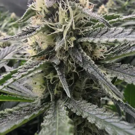 Sweet Cherry Kush Monster LSOK