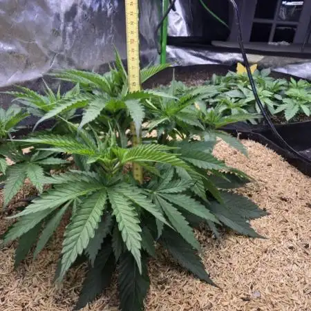 Sweet Cherry Kush Monster LSOK