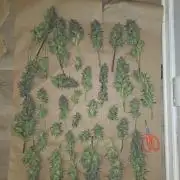 3x3 VS4000 Fastbuds Gorilla autos