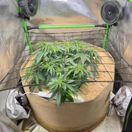 Northern lights (Overkill)