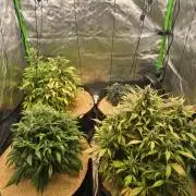 Strawberry gorilla living soil overkill