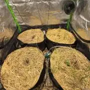 Strawberry gorilla living soil overkill