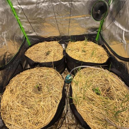 Strawberry gorilla living soil overkill