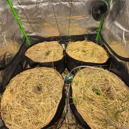 Strawberry gorilla living soil overkill