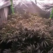 Sweet Cherry Kush Monster LSOK