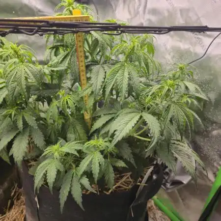 3x3 VS4000 Fastbuds Gorilla autos
