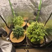 Strawberry gorilla living soil overkill