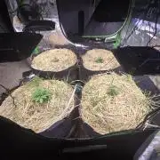 Strawberry gorilla living soil overkill