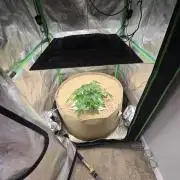 Northern lights (Overkill)