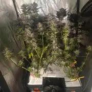 Negra 44 + Blueberry Cupcake