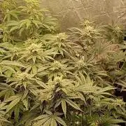 Negra 44 + Blueberry Cupcake