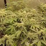 Negra 44 + Blueberry Cupcake