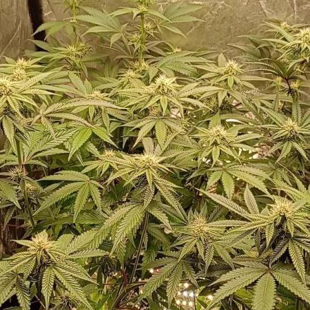 Negra 44 + Blueberry Cupcake