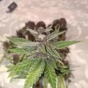 2025 blueberry + negra44